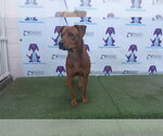 Small Black Mouth Cur-Labrador Retriever Mix