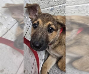 German Shepherd Dog Dogs for adoption in San Bernardino, CA, USA
