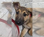 ALLI - Female German Shepherd Dog Dog for Adoption - Small photo