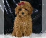 Small Poodle (Toy)