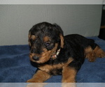 Small #2 Airedale Terrier