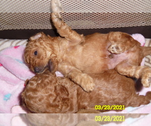 Poodle (Miniature) Puppy for sale in DULUTH, GA, USA