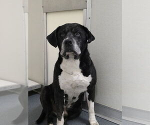 Mastador Dogs for adoption in Glen Allen, VA, USA
