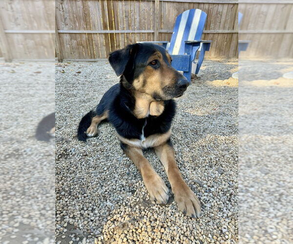 Medium Photo #8 Mutt Puppy For Sale in Brewster, NY, USA