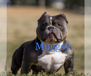 Father of the American Bully puppies born on 09/10/2022