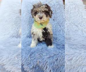 Aussiedoodle Miniature Puppy for sale in BEECH GROVE, IN, USA