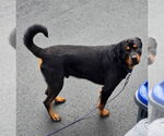 Small #4 Rottweiler