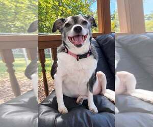 Jack Russell Terrier-Unknown Mix Dogs for adoption in Martinsburg, WV, USA