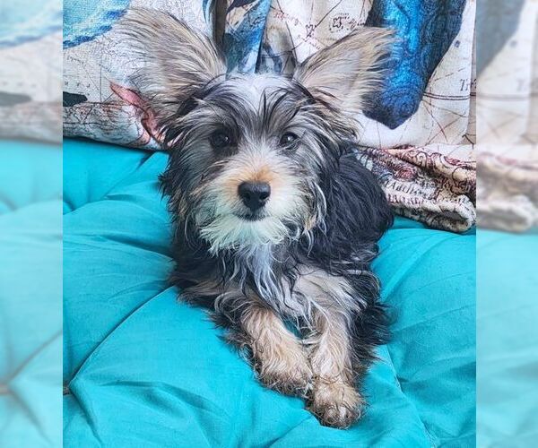 Medium Photo #4 Mutt Puppy For Sale in Tustin, CA, USA