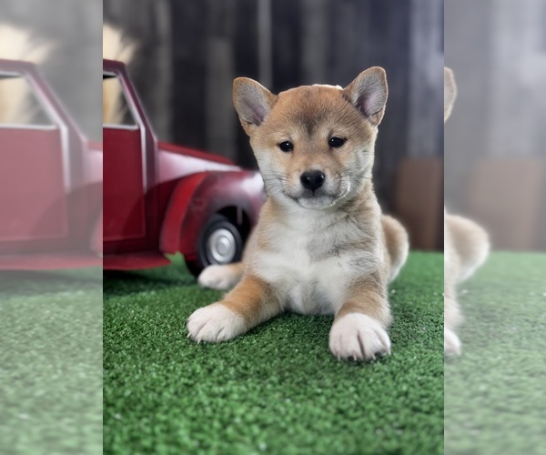 Medium Photo #3 Shiba Inu Puppy For Sale in CANOGA, NY, USA