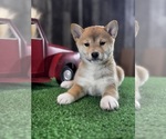 Small #2 Shiba Inu