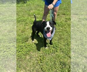 Stevens - Male Mutt Dog for Adoption - Photo #2