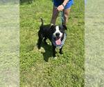 Small #1 Mutt