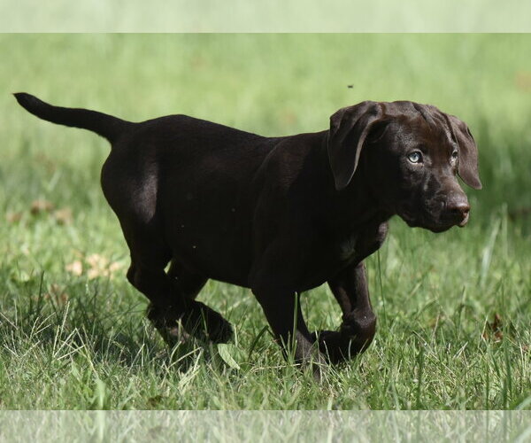 Medium Photo #1 Chocolate Labrador retriever-Pointer Mix Puppy For Sale in Mechanicsburg, PA, USA
