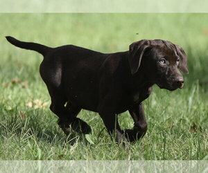 Chocolate Labrador retriever-Pointer Mix Dogs for adoption in Mechanicsburg, PA, USA