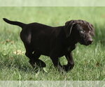 Fuzz - Male Chocolate Labrador retriever-Pointer Mix Dog for Adoption - Small photo