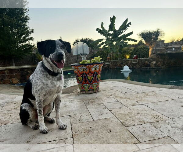 Medium Photo #28 Mutt Puppy For Sale in Euless, TX, USA