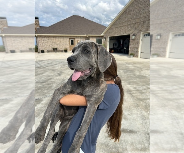 Medium Photo #4 Cane Corso Puppy For Sale in WEATHERFORD, TX, USA