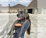 Small #3 Cane Corso