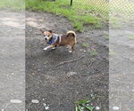 Small #3 Chihuahua
