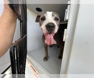 Mutt Dogs for adoption in Houston, TX, USA