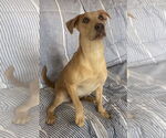 Small #7 American Pit Bull Terrier-Labrador Retriever Mix