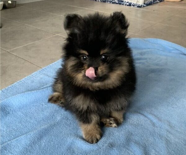 Medium Photo #1 Pomeranian Puppy For Sale in SNOHOMISH, WA, USA