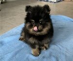 Small Photo #1 Pomeranian Puppy For Sale in SNOHOMISH, WA, USA