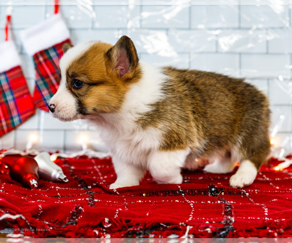 Medium Photo #73 Cardigan Welsh Corgi Puppy For Sale in WAKARUSA, IN, USA