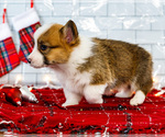 Small #8 Cardigan Welsh Corgi