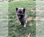 Small #1 Keeshond