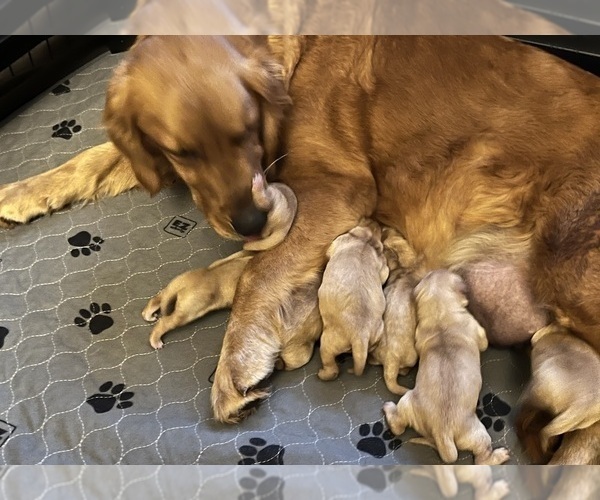 Medium Photo #8 Golden Retriever Puppy For Sale in NEOLA, WV, USA
