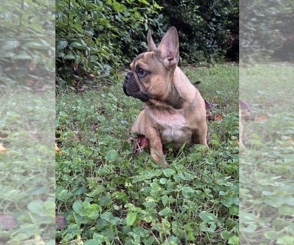 Medium Photo #3 French Bulldog Puppy For Sale in MARIETTA, GA, USA
