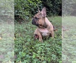 Small #2 French Bulldog