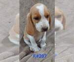 Small #3 Beagle