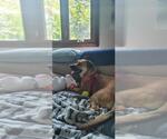 Small #1 Labrador Retriever Mix