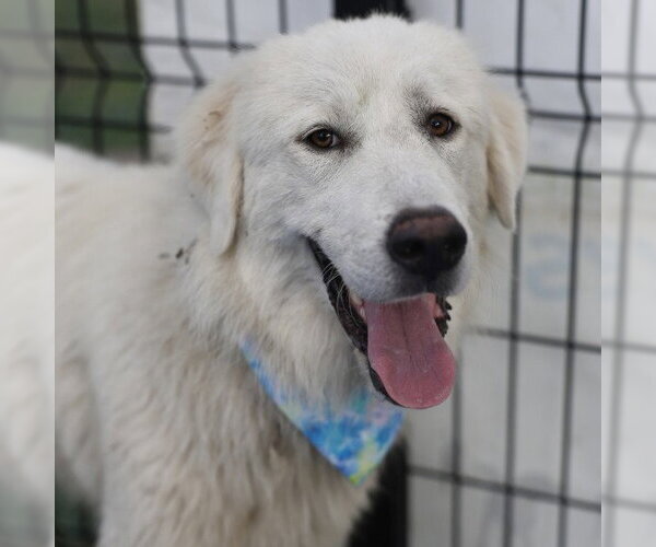 Medium Photo #1 Great Pyrenees-Unknown Mix Puppy For Sale in San Antonio, TX, USA