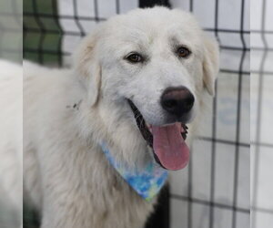 Great Pyrenees-Unknown Mix Dogs for adoption in San Antonio, TX, USA