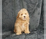 Puppy 4 Maltese-Poodle (Toy) Mix