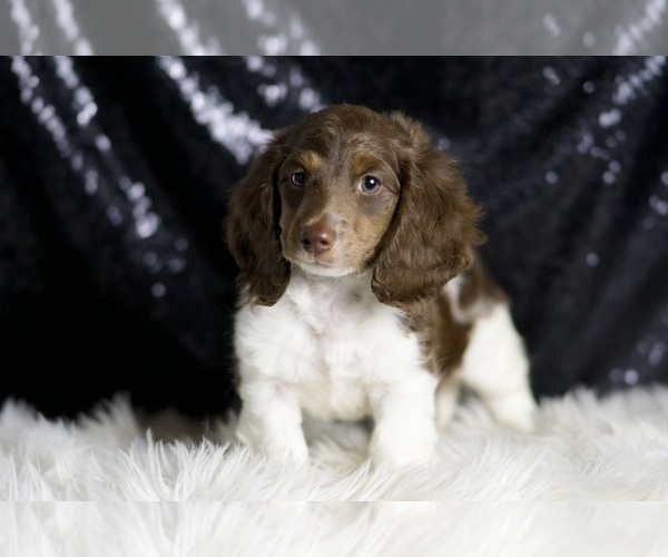 Medium Photo #2 Dachshund Puppy For Sale in WARSAW, IN, USA