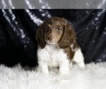 Small #1 Dachshund
