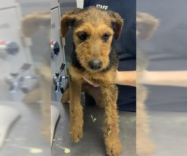 Medium Photo #1 Doberman Pinscher-Unknown Mix Puppy For Sale in Visalia, CA, USA