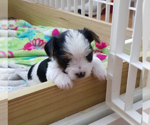 Yorkshire Terrier Puppy for sale in KNIGHTDALE, NC, USA