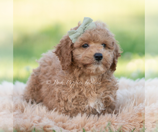 Medium Photo #4 Goldendoodle (Miniature) Puppy For Sale in WARSAW, IN, USA