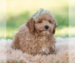 Small #3 Goldendoodle (Miniature)