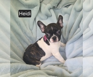 Faux Frenchbo Bulldog Puppy for sale in MINERAL WELLS, WV, USA