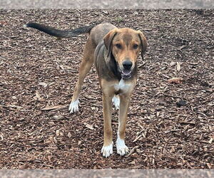 Harrier-Unknown Mix Dogs for adoption in Santa Cruz, CA, USA