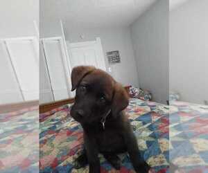 Australian Cattle Dog-German Shepherd Dog Mix Puppy for sale in VEEDERSBURG, IN, USA