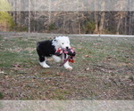 Small Photo #36 Old English Sheepdog Puppy For Sale in MARIONVILLE, MO, USA