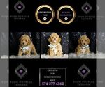 Small Photo #104 Goldendoodle (Miniature) Puppy For Sale in WARSAW, IN, USA